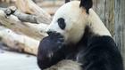 Arrivée aux Etats-Unis de deux pandas géants envoyés par la Chine