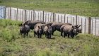 Soixante-dix rhinocéros blancs d'Afrique du Sud déplacés au Rwanda