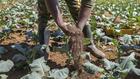 Kenya: lombrics et mouches au secours des sols des agriculteurs kényans