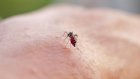 Chikungunya: 12 foyers de transmission identifiés en métropole