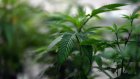 Australie: les médecins se plaignent de prescriptions excessives de cannabis médical