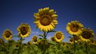 La sensibilité des plantes revient au goût du jour
