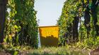 On bat tous les records: début des vendanges mardi en Alsace