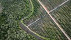 Bruxelles veut élaguer sa loi contre la déforestation, enlisée dans les reports