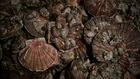 Les gisements français de coquilles Saint-Jacques se portent globalement bien, selon l'Ifremer