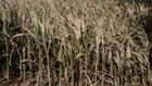 Canicules et sécheresse : un été de pertes et de désespoir pour l'agriculture