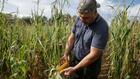 Avec les canicules successives, les producteurs de maïs en souffrance