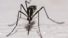 Dengue, chikungunya: efficacité variable des différentes techniques de lâchers de moustiques, selon l'Anses