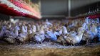 Grippe aviaire: le niveau risque désormais élevé en France, confinement des volailles