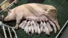 En Bretagne, la filière porcine met en avant des agrandissements 