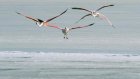 Dans le golfe du Lion, étudier les oiseaux migrateurs face aux projets d'éoliennes