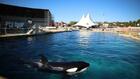 A Marineland, orques et dauphins surnagent dans un parc en décomposition
