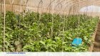 Nigeria : le développement de l'agrotech