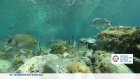 Sommet : l'enjeu des aires marines protégées, refuges pour la biodiversité