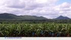 Afrique du Sud : co-gestion des terres confisquées pendant l'apartheid