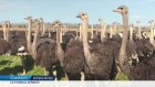 En Afrique du Sud, les éleveurs d'autruches redoutent une crise