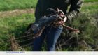 La grue bleue menacée d'extinction en Afrique du Sud