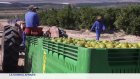 Afrique du Sud : la crainte face aux droits de douanes américains