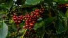 Les prix du café robusta poussés par la baisse de la production au Vietnam