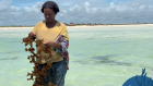 Madagascar: à la recherche d'une souche 100% malgache pour booster la culture de l'algue