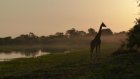 Tchad: le gouvernement met fin à la gestion de ses parcs naturels par l’ONG African Parks
