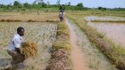 En Côte d'Ivoire, l'irrigation, passage obligé vers l'autosuffisance en riz
