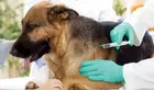 Vaccination gratuite des chiens et chats contre la rage à l'Ariana