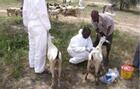 Alerte à Kolda : Des cas de Fièvre de la Vallée du Rift confirmés chez des chèvres