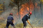 Feux déclenchés dans 7 wilayas : la Protection civile sur le qui-vive en ce début d’été