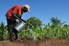 Un champ est une école vivante : ode à l’intelligence de la terre et à la pédagogie du vivant (Par Oumar Ba)