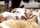Aïd al-Adha 2025 : les prix des moutons s’envolent en France