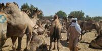 Le Tchad veut mieux rentabiliser son immense cheptel de dromadaires