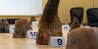 Singapour : saisie record de cornes de rhinocéros d’Afrique du Sud, la cargaison illégale estimée à plus de 870 000 dollars