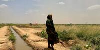 En Ethiopie, le changement climatique pousse les éleveurs pastoraux à se convertir à l’agriculture vivrière : « C’est loin d’être une solution miracle »