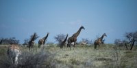 Namibie : l’une des plus grandes réserves animalières d’Afrique menacée par un incendie gigantesque