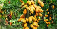 Ghana- Cacao : le prix d’achat aux planteurs en baisse