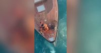 Un navire de SONATRACH sauve un ressortissant français au large de l’Italie (vidéo)