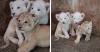 Naissance rare en Algérie : trois lionceaux blancs voient le jour dans le zoo de Berbtia
