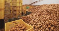 Un trop-plein qui secoue le marché : faut-il lever le gel sur l’export de pommes de terre ?