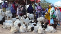 Les exportations somaliennes de mouton profitent des restrictions australiennes et des difficultés soudanaises