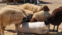 Vers l'importation de moutons en prévision de l'Aïd El Idha