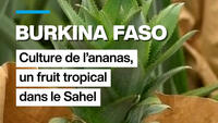 Burkina Faso : culture de l'ananas, un fruit tropical dans le Sahel