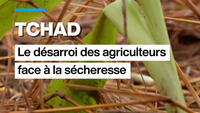 Tchad : le désarroi des agriculteurs face à la sécheresse