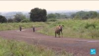 Kenya : des attaques de hyènes de plus en plus fréquentes inquiètent