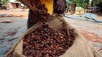 Le prix du cacao en hausse au Togo et au Ghana