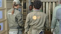 Quand l'Afrique du Sud donne ses rhinocéros à ses voisins africains [3/3]
