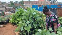 Kenya: se nourrir grâce à l'agriculture urbaine dans les bidonvilles de Nairobi