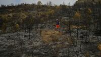 Sols détruits, biodiversité bouleversée, puits de carbone: que reste-t-il après le passage des flammes?