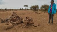 Mort d’éléphants au Kenya: quatre personnes arrêtées après l’hypothèse d’une intoxication au cyanure