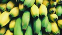 En Ouganda, des initiatives pour valoriser les déchets de banane